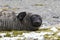 A cute young southern elephant seal is resting on the pebble beach on Fortuna Bay, South Georgia, Antarctica