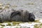 A cute young southern elephant seal is resting on the pebble beach on Fortuna Bay, South Georgia, Antarctica