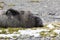 A cute young southern elephant seal is resting on the pebble beach on Fortuna Bay, South Georgia, Antarctica