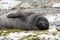 A cute young southern elephant seal is resting on the pebble beach on Fortuna Bay, South Georgia, Antarctica