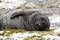 A cute young southern elephant yawns on Fortuna Bay, South Georgia, Antarctica