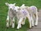 Cute Young Spring Lambs Playing