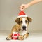 Cute young staffordshire terrier dog in christmas santa claus hat with little presents