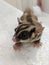 Cute young sugar glider portrait