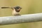 A cute young Swallow Hirundo rustica perching on a metal pole in the UK spreading its wings. It is waiting for the parents to co