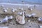 Cute young swan and seagulls on winter beach