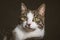 Cute young tabby cat with white chest against dark fabric background.