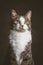 Cute young tabby cat with white chest against dark fabric background.