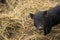 Cute Young Vietnamese Pot-bellied pig