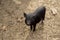 Cute Young Vietnamese Pot-bellied pig