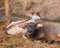 Cute young water buffalo and his brother calf