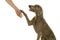 Cute young weimaraner dog female giving her owner a paw isolated in white