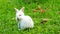 A cute young white rabbit grazing on the grass field.