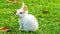 A cute young white rabbit grazing on the grass field.