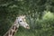 Cute young wild giraffe close up portrait. Sad giraffe.