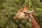 Cute young wild giraffe close up portrait. Sad giraffe. Africa wild life safari. World famous wild animals giraffes. Wild giraffe