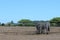 Cute zebra butts on the safari with trees and clear skies