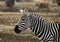 Cute zebra posing for the camera