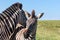 Cute zebras Burchell`s Zebra Equus burchelli, Eastern Cape, South Africa