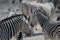 Cute zebras in Etosha National Park. Animal herd. Namibia