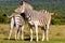 Cute zebras leaning on each other,South Africa,sunny day with natural green background
