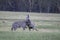 Cute zebras playing with each other in a field during the daytime