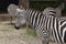 Cute zebras with white and black stripes in the zoo