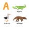 Cute zoo alphabet in vector. A letter. Funny cartoon animals: Albatross,alligator,anteater