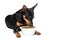 Cute Zwergpinscher puppy with a bowl of dry food on a white background
