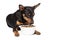 Cute Zwergpinscher puppy with a bowl of dry food on a white background