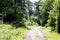 Cuted trees on wild forest background 