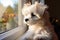 CuteMaltese puppy sits on the windowsill, gazes out the window