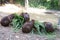 Cuteness of Capybara is eating fresh grass in the zoo