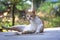 Cuteness of male cat portrait, isolated with blurred nature background.