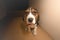 Cuteness Overload - Beagle Pup looking at camera