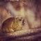 Cuteness overload - Dassie sitting on a rock - small mammal