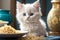 Cuteness Overload: White Kitten Enjoying Spaghetti