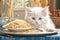 Cuteness Overload: White Kitten Enjoying Spaghetti