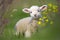 Cutest Easter Spring Lamb in flowers