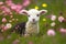 Cutest Easter Spring Lamb in flowers