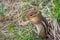 Cutest little chipmunk (Tamias) ever, pops out and sits atop his burrow in the ground.