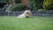 Cutest little pedigree pekingese dog resting on a lawn, looks at camera. Dog treats, snacks for pets