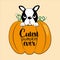 Cutest pumpkin ever-text, with pumpkin and cute Boston terrier, on beige background.