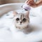 Cutie cat in bathtub full of soap. ai generative