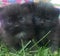 Cutie cuddly kittens