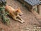 Cutie Dog guide Trekker to the top of Khao Luang mountain in Ramkhamhaeng National Park