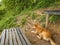 Cutie Dog guide Trekker to the top of Khao Luang mountain in Ramkhamhaeng National Park