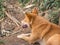 Cutie Dog guide Trekker to the top of Khao Luang mountain in Ramkhamhaeng National Park