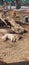 The cutie dogs with the cream colour lying beside the tree in the zoo