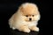 Cutie German Pomeranian Spitz Puppy on Black Background